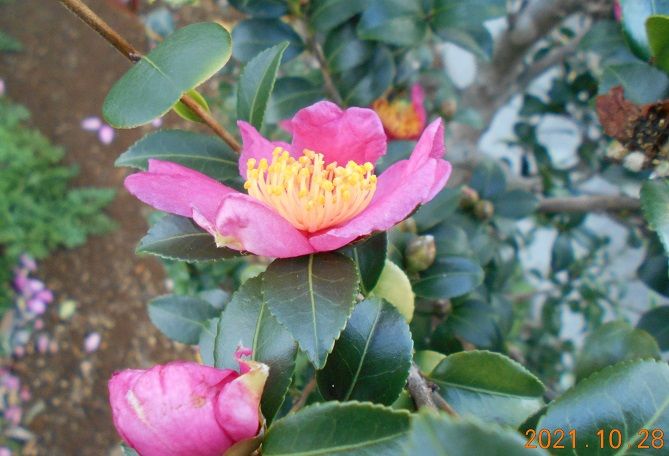 サザンカの写真 by 群馬の愛菜家 今日の「山茶花」、私が差し芽しました。