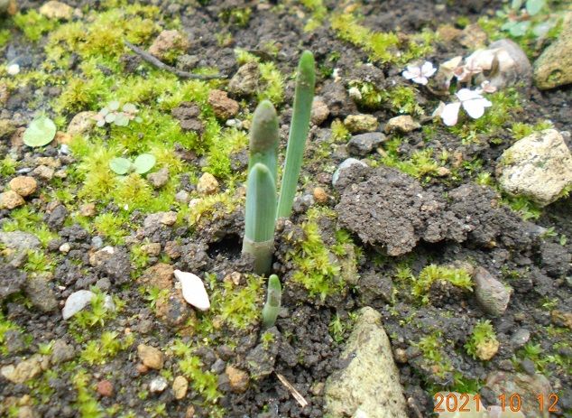 スイセンの写真 by 群馬の愛菜家 我が家でも「水仙」の芽が出始めてます。 チューリッ