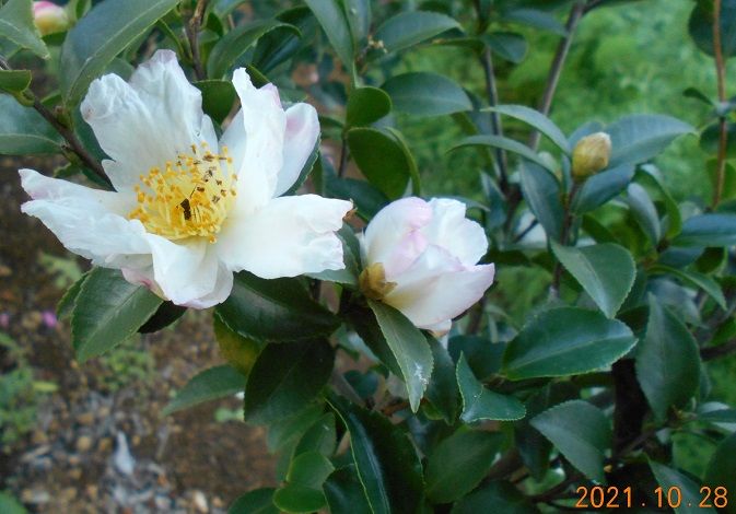 サザンカの写真 by 群馬の愛菜家 今日の「山茶花」、私が差し芽しました。