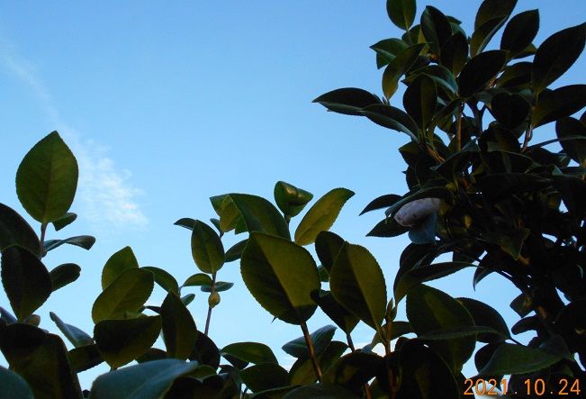 ツバキの写真 by 群馬の愛菜家 夕方なのに空は真っ青です。