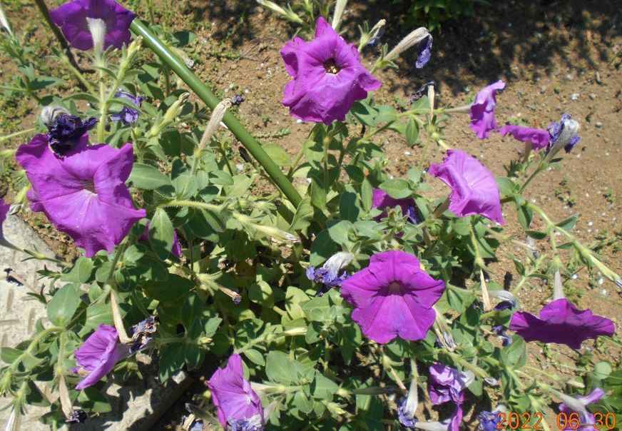 この地植え＜ペチュニア＞は、もう少し耐えてもらうことにしました。