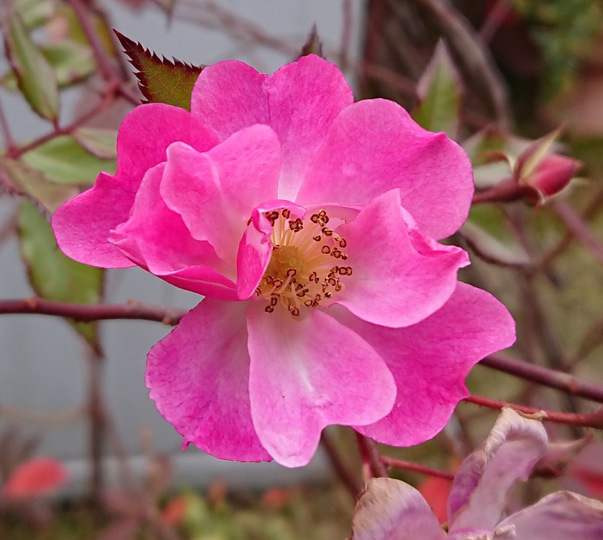 今年は暖冬だなあ～🌹