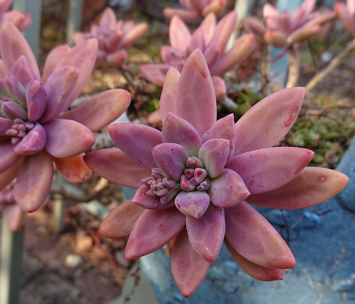 花芽ついてる💮