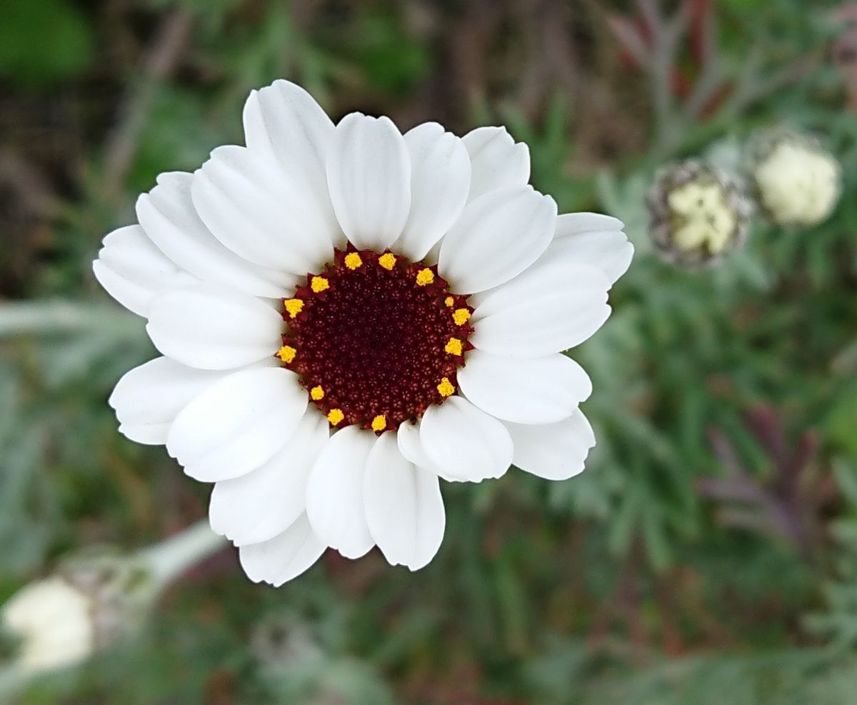 真っ白な花びら💞