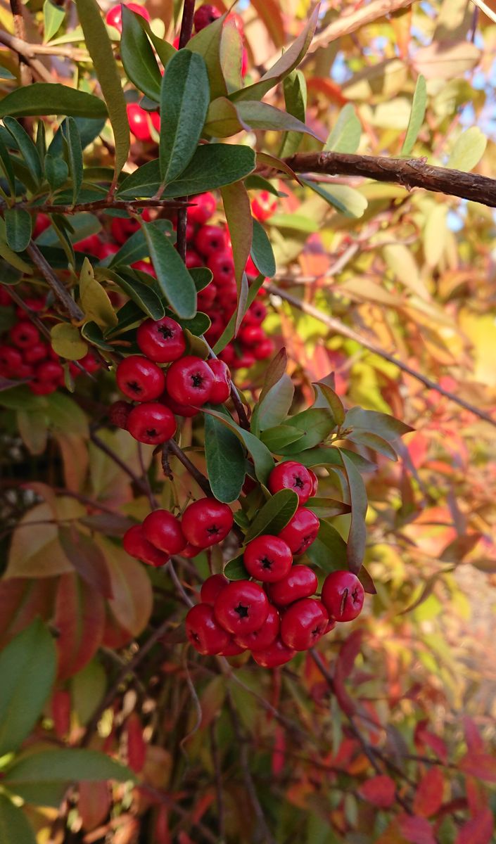 ピラカンサの写真 by さとみさん 紅葉とピラカンサ😁