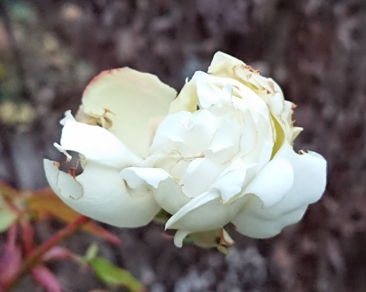 虫食いと傷みで開花までいくか🤔