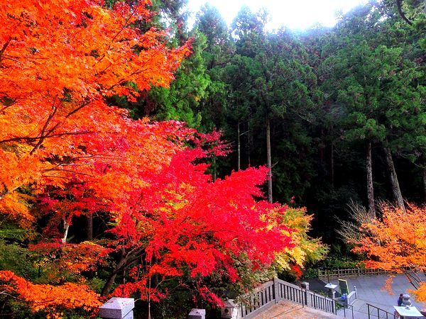 紅葉狩り  2019.12.10 法多山