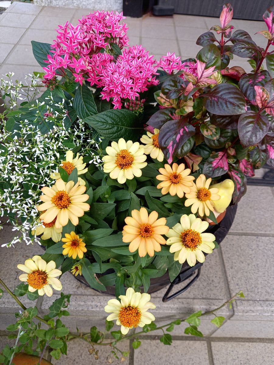 こちらの寄せ植えもモリモリしてきました🎵  黄色にほんのりオレンジがかかったジニア