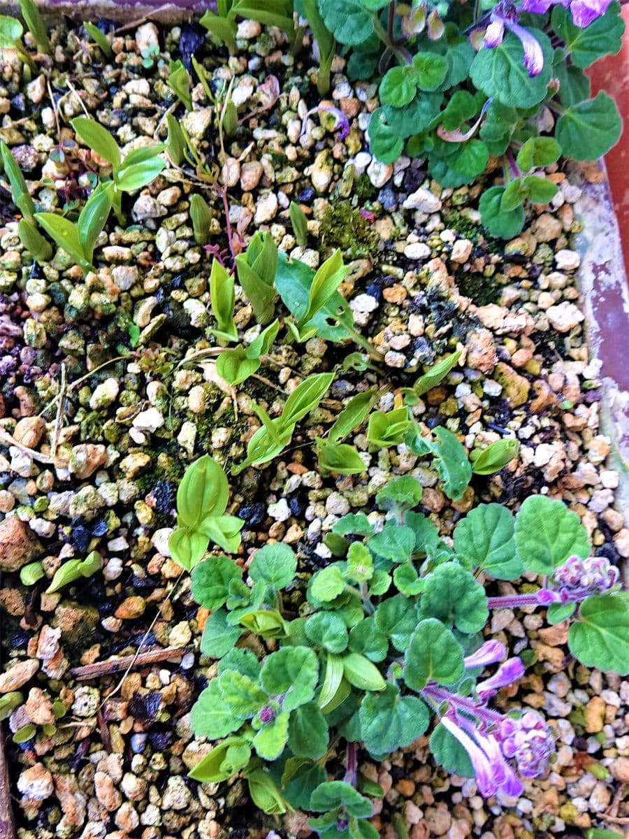 ホウチャクソウとコバノタツナミソウです。  ホウチャクソウが植えた花で、コバノタツ