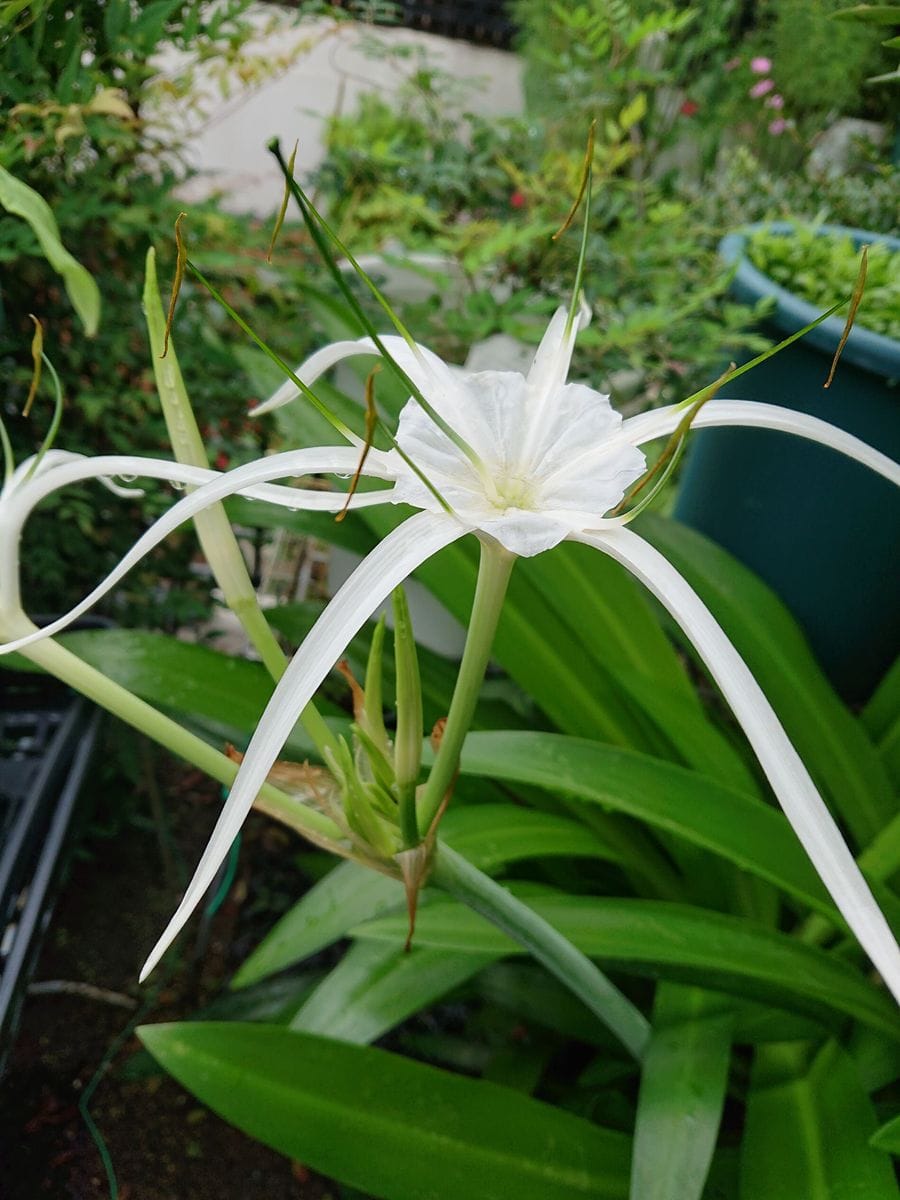 スベシオサです。  木の鉢に植えていたらいつの間にか鉢が地面に着き根付いてしまいま