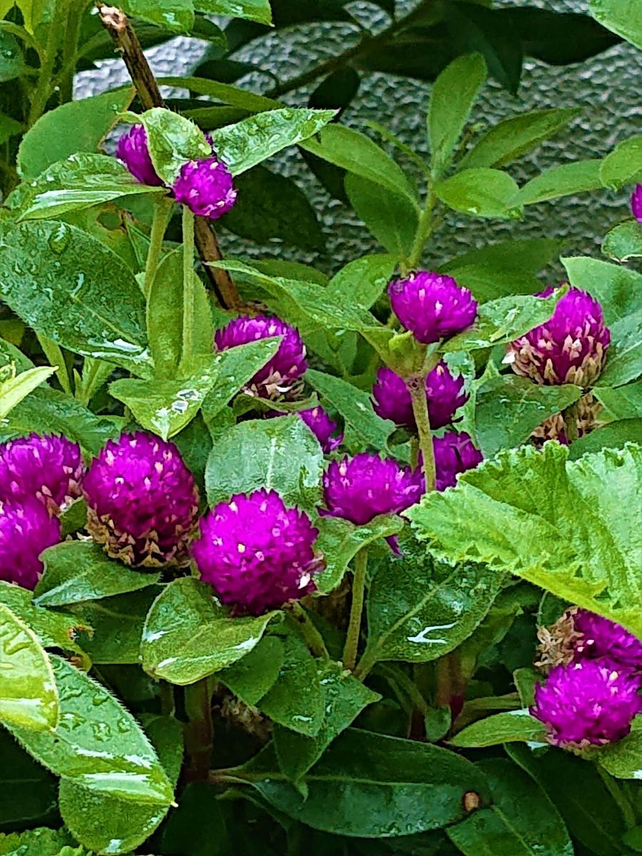 センニチコウです。  増えてきました。花壇の寄せ植えのひとつです。  (7月撮影)