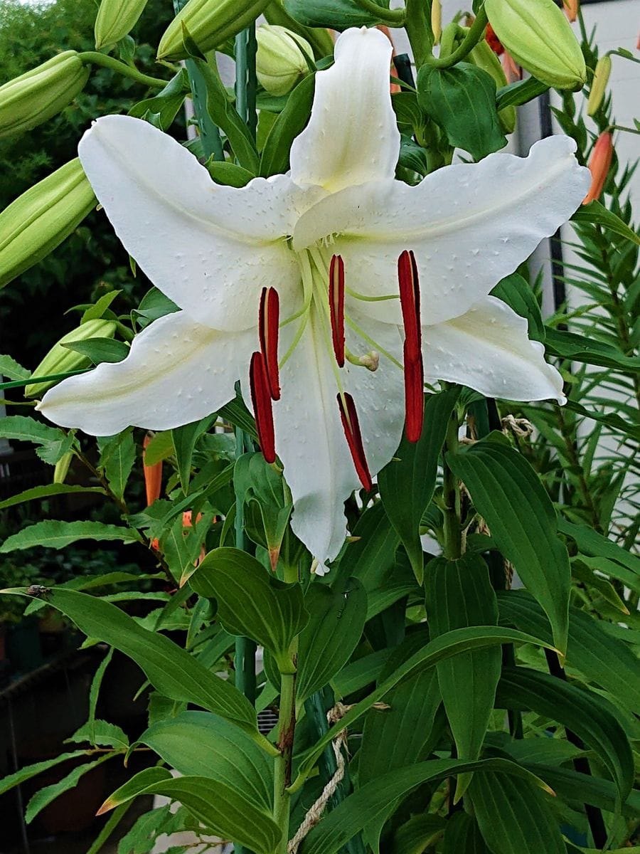 カサブランカです。  雨が続くので花が一斉に開き始めました。 オニユリのオレンジと