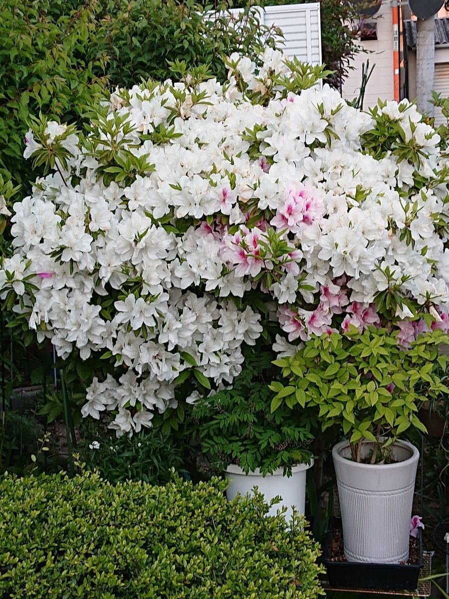 ツツジです。  花がもう終わりです。昨年かなり強剪定したのですが、沢山咲きました。