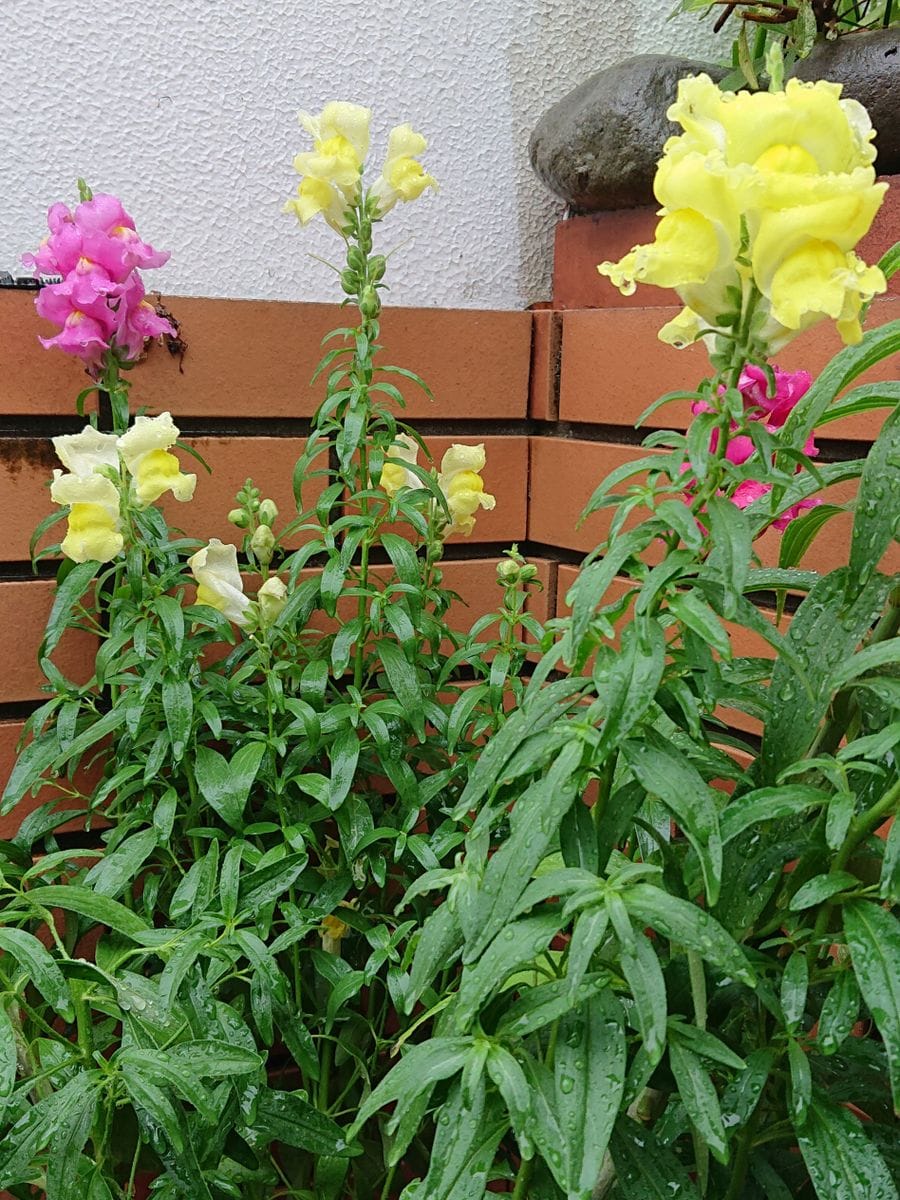 キンギョソウです。  もう花の終わりのほうですが、おなじ鉢に植えているカサブランカ