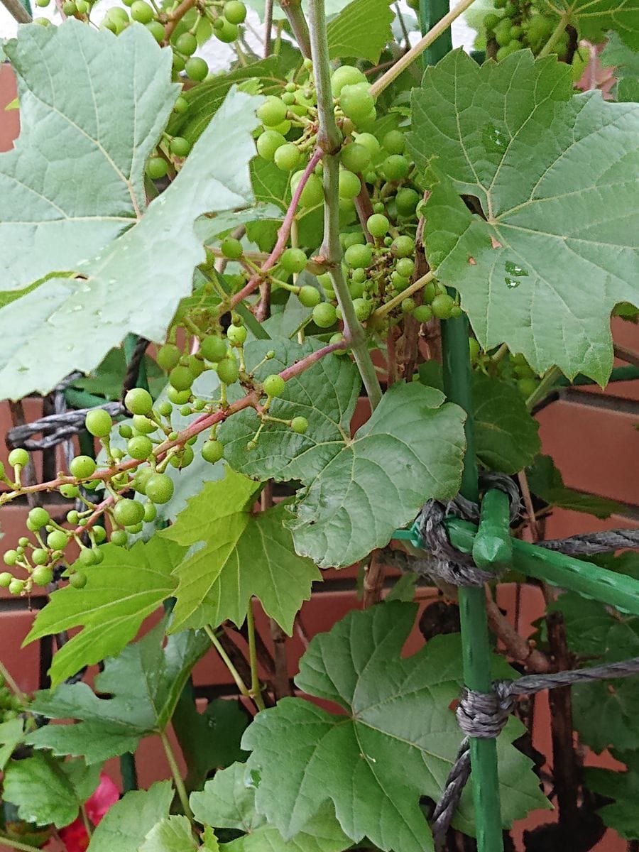 プランター栽培のミニブドウです。  実がついてきました。今年は植え替えたので土が良