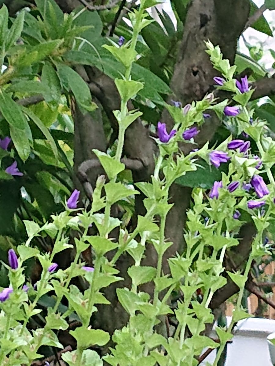 キキョウソウです。  鉢植えにしています。写真を撮ろうとしたら花がつぼんでいるので