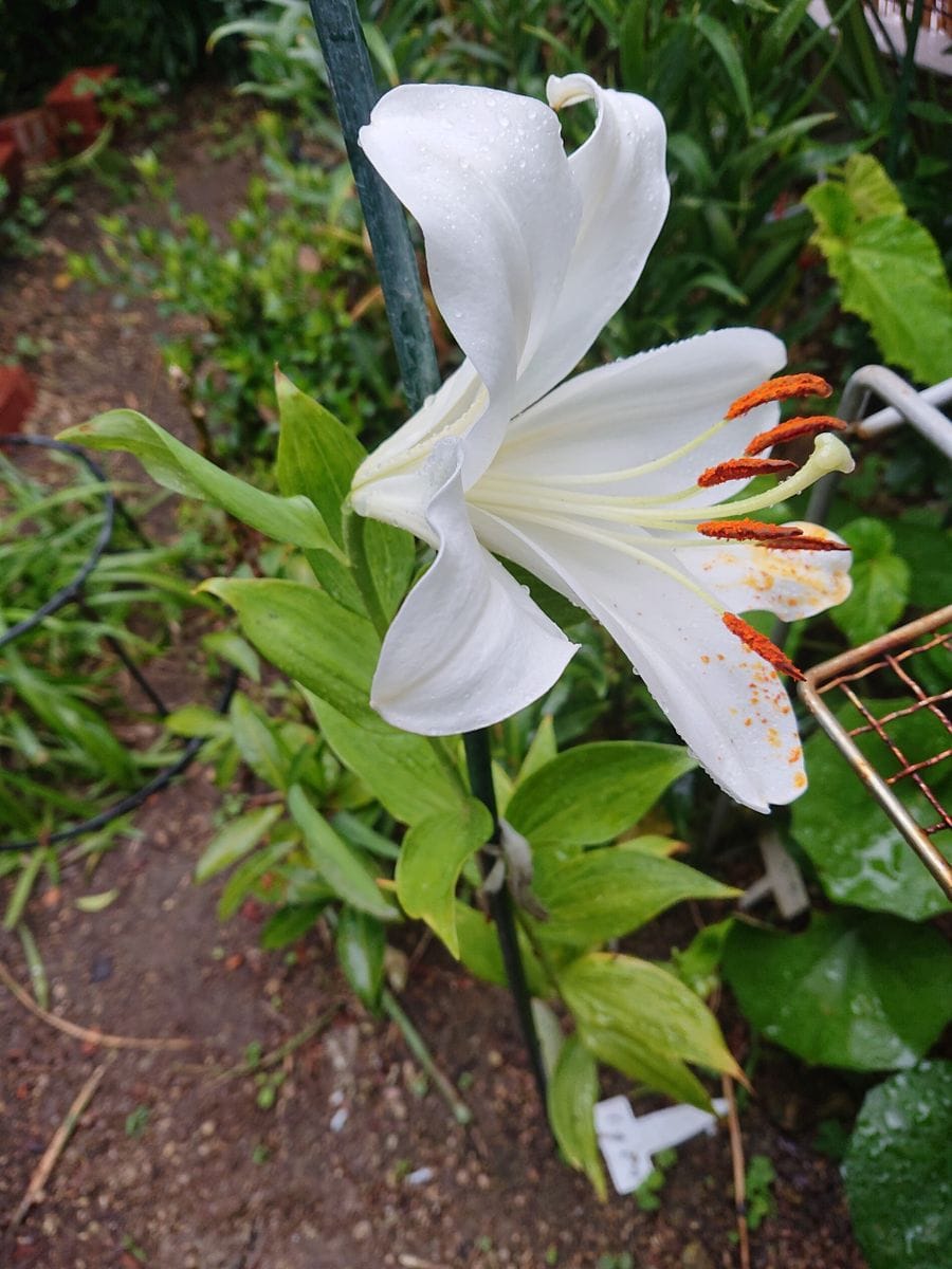 カサブランカです。  地植えで毎年咲きます。でもあまり大きな花にはならないので肥料