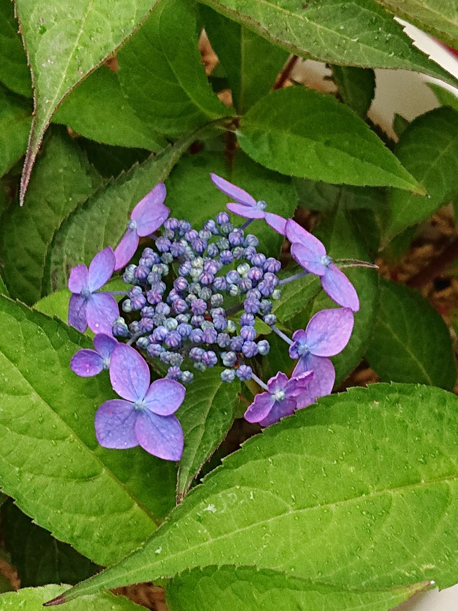 ヤマアジサイです。  ヤマアジサイはいくつかありますが花が開く時期がばらばらです。