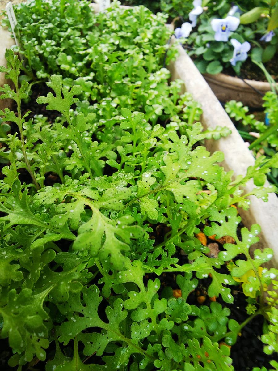 ネモフィラは沢山芽が出て駐車場の龍の髭の間や鉢植えや薔薇の間に沢山植え込んだりポ