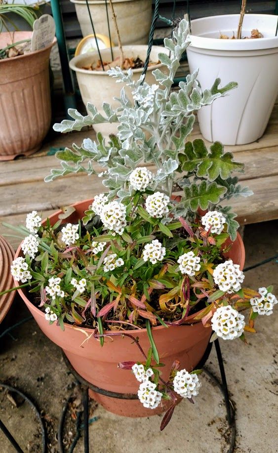 花壇でこぼれ種で増えているアリッサム 寄せ植えに重宝です。