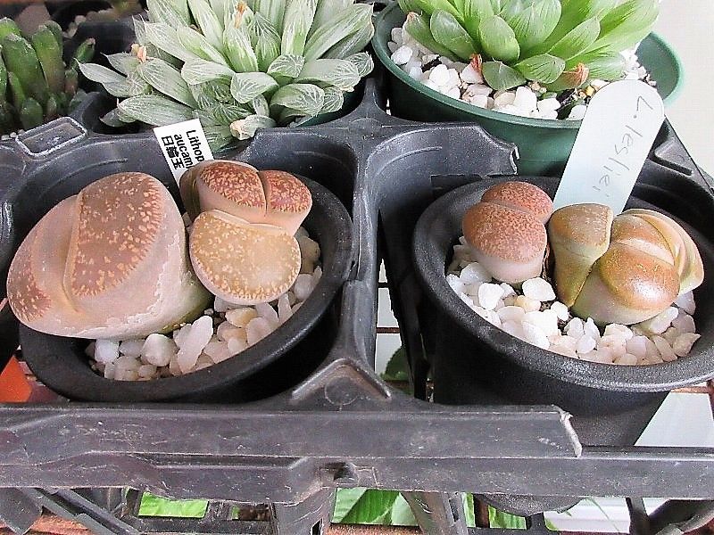 リトープスです。  左：Lithops aucampiae（日輪玉）、これまでになく巨大化して脱皮