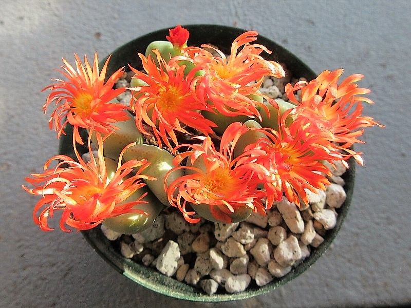 コノフィツム 花車（Conophytum Hanaguruma)