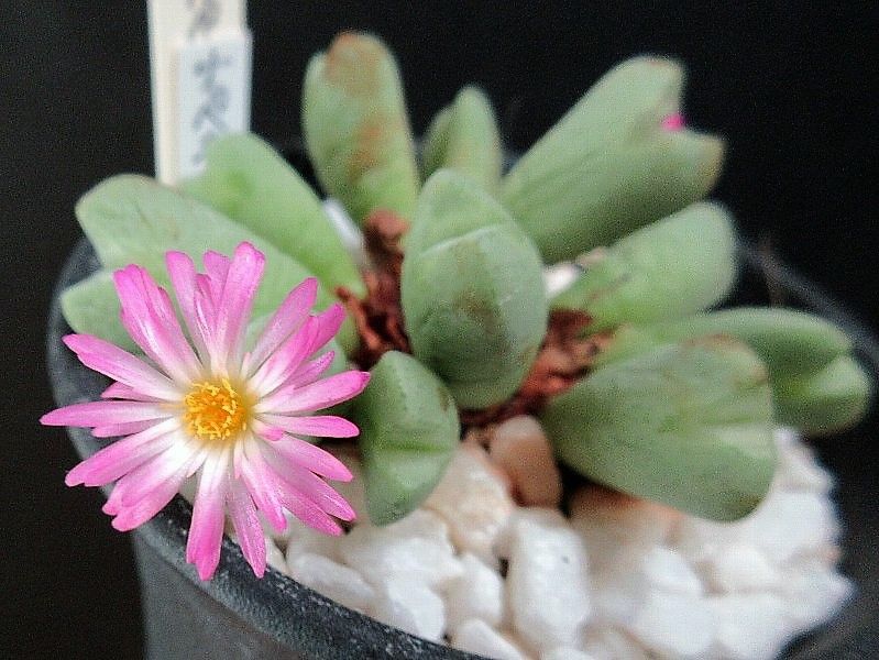 コノフィツム オペラローズ（Conophytum 'Opera Rose'）、一輪だけ咲きました。もう一