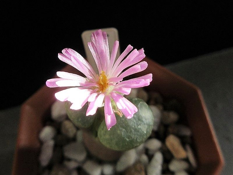 コノフィツム サブフェネストラツム(Conophytum subfenestratum)