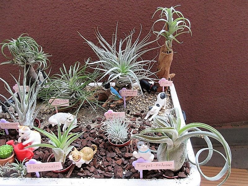 Tillandsia and Cat's Garden チランジア９株、ニャン９匹のミニガーデンです。 発泡