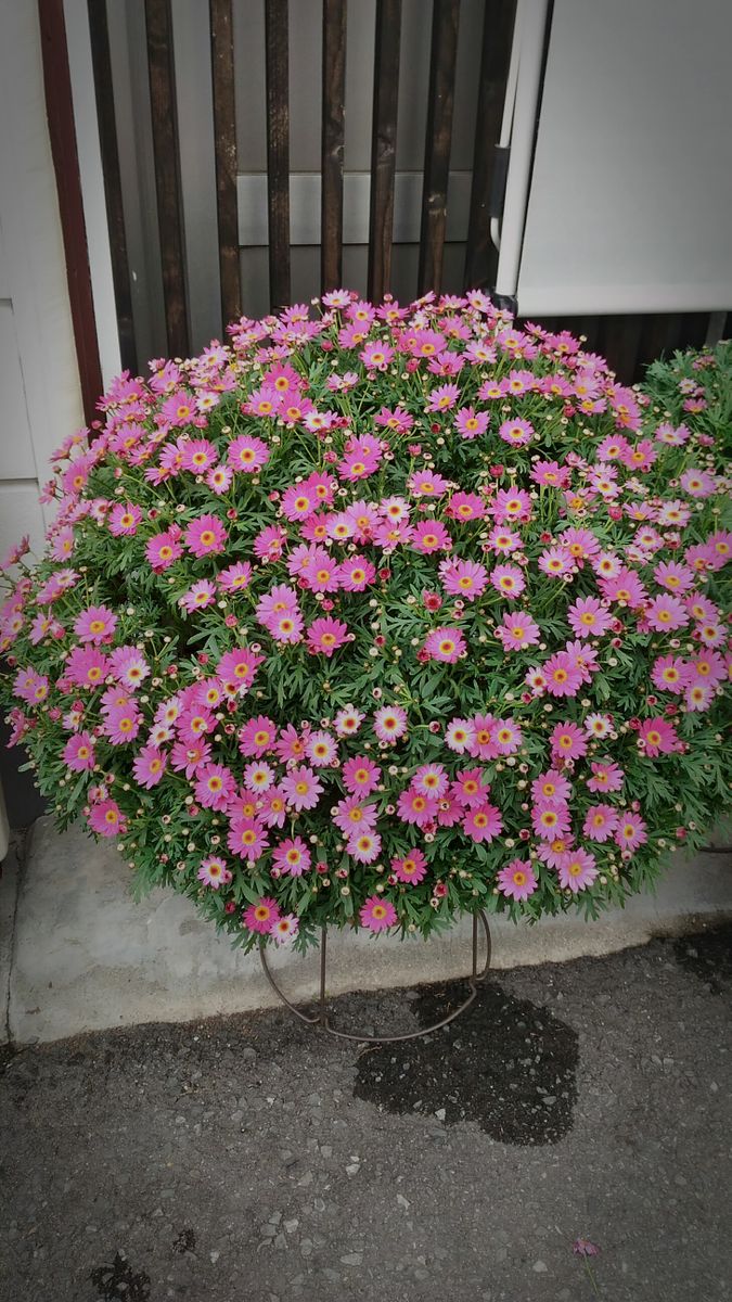 ＊ボンザマーガレット  花数が増えました🎶