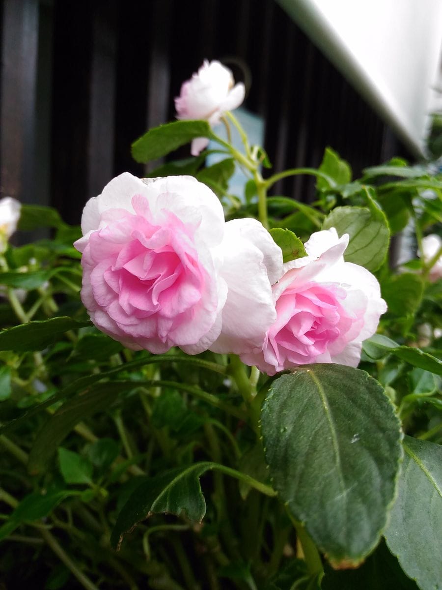 ＊インパチェンス カリフォルニアローズ  雨に打たれちゃいましたが、咲いています💕