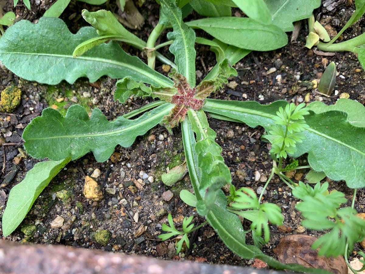 花壇で見つけました。草？たんぽぽのような？