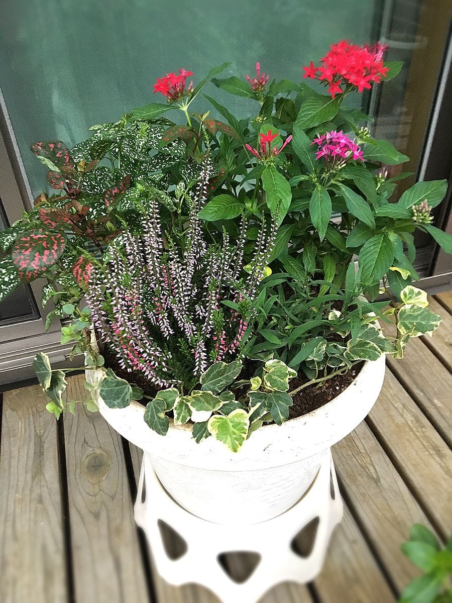 夏の寄せ植え 少しずつお花入れ替えてます カルーナ入れました。 ダイアンサスｸﾘﾑｿﾝﾌﾚ