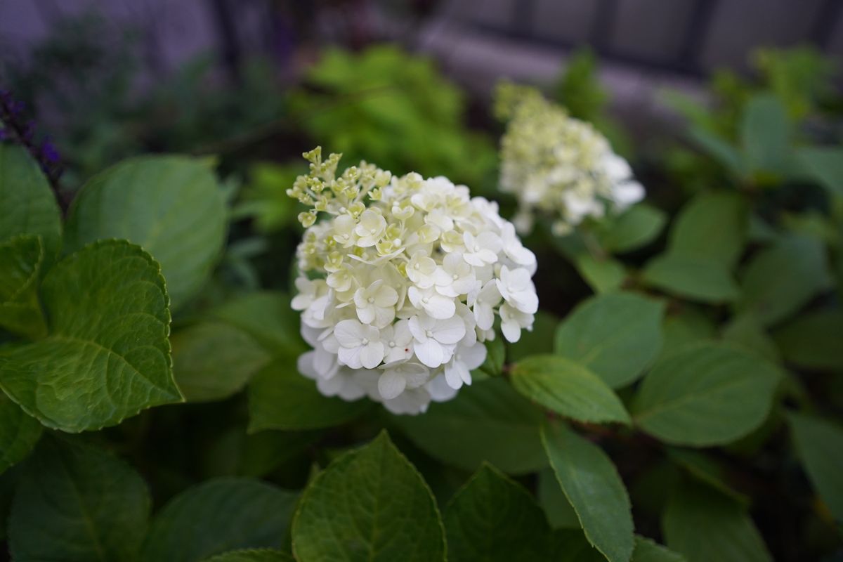 ７月 コンパクト ノリウツギの開花