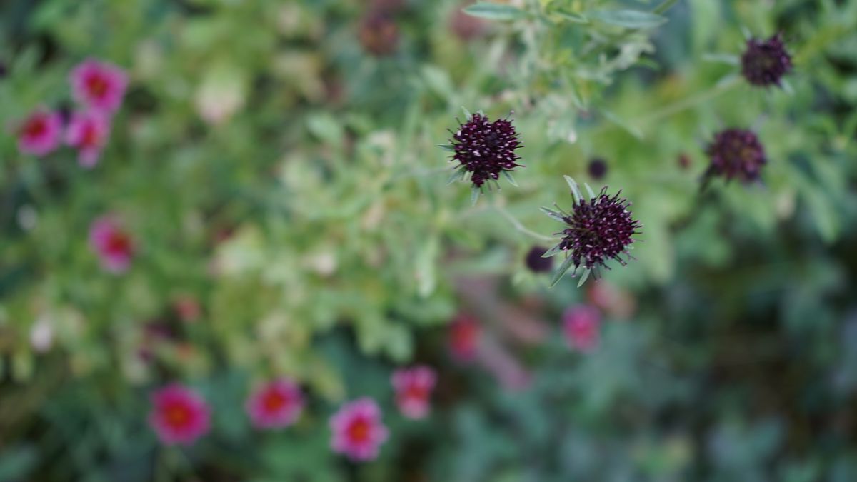 6月 セイヨウマツムシソウの開花