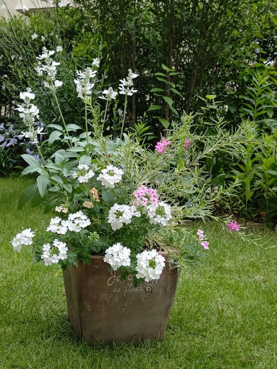 白い花がとても爽やかな寄せ植えです。  ・サルビア白 ・サザンクロス   （フイリーナ