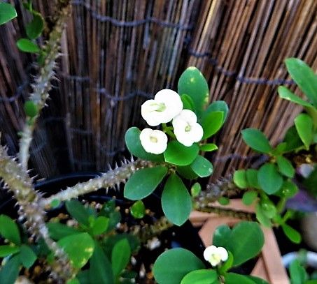 ユーフォルビア（多肉植物）の写真 by 姫めだか ハナキリン ユーフォルビア 白花