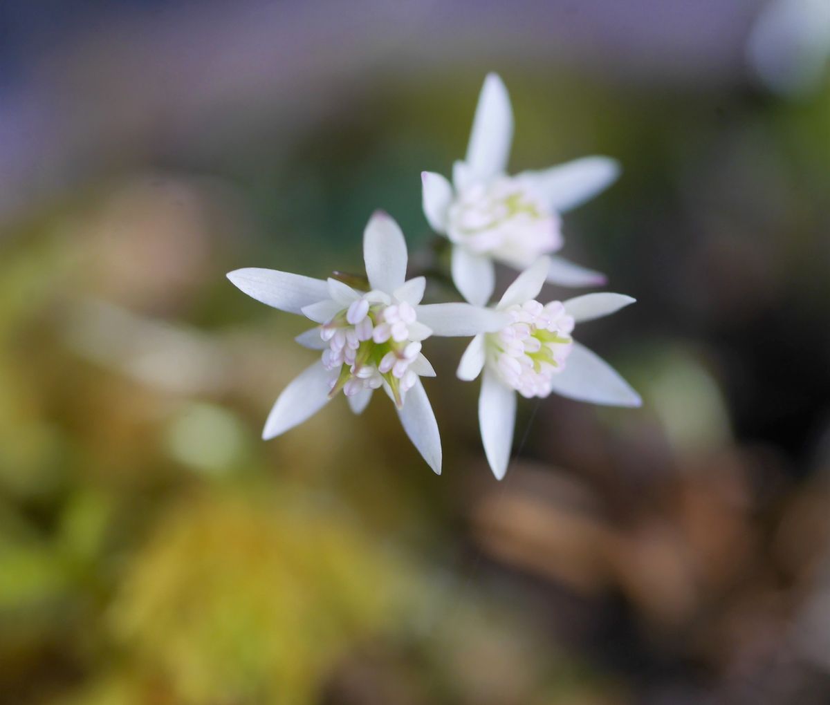 セリバオウレン 1/26  早春の花 小さなお花...素敵です。