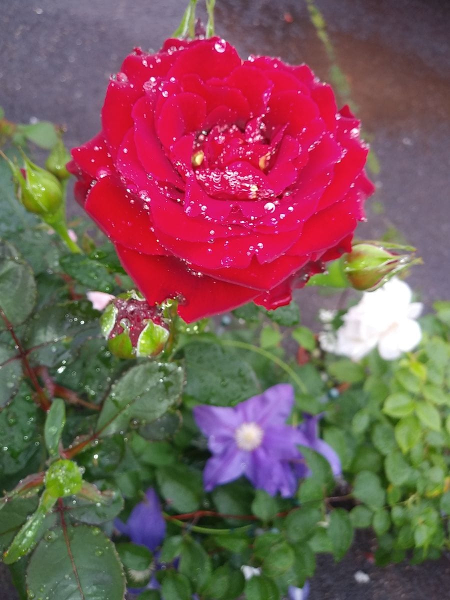 雨☔に咲くオマージュアバルバラ✨