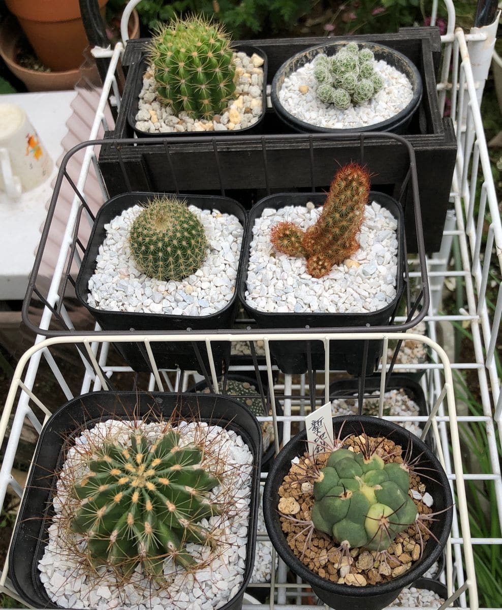 お気に入りのサボテンたちその1🌵