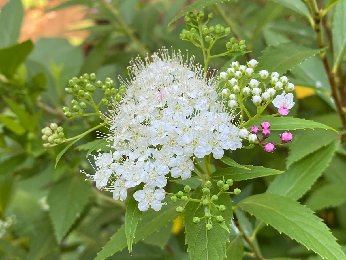 シモツケの写真 by p-music 源平シモツケです。6月開花（秋にも） いつも白が勝ってい