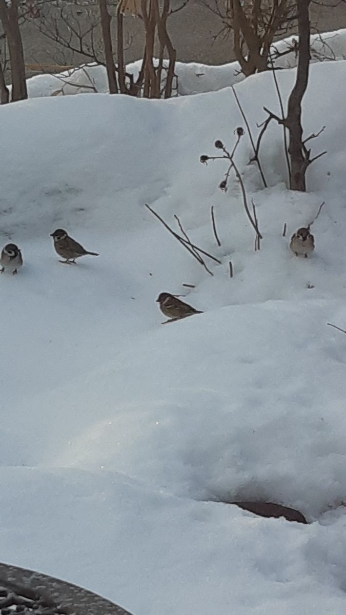 雪の苔庭に スズメさん🐦🐦🐦 ツワブキの花後がご愛敬😍