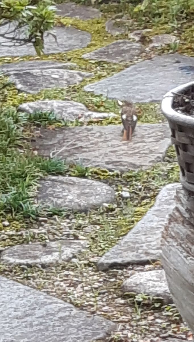 ジョウビタキのヒナ🐦