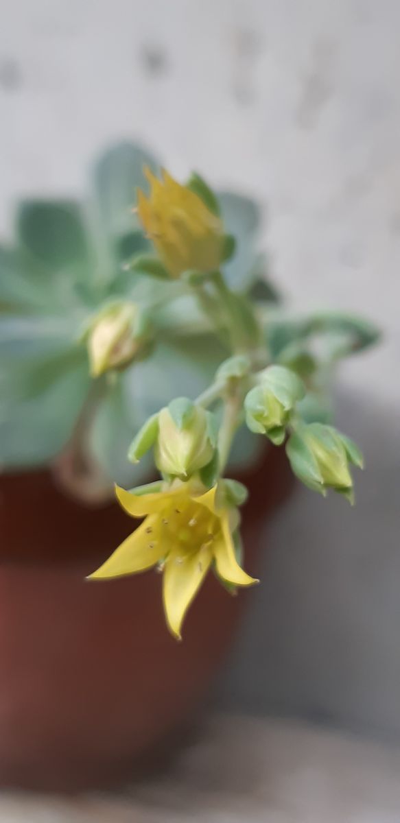 名前不明のエケベリアに今年もお花が咲きました💕