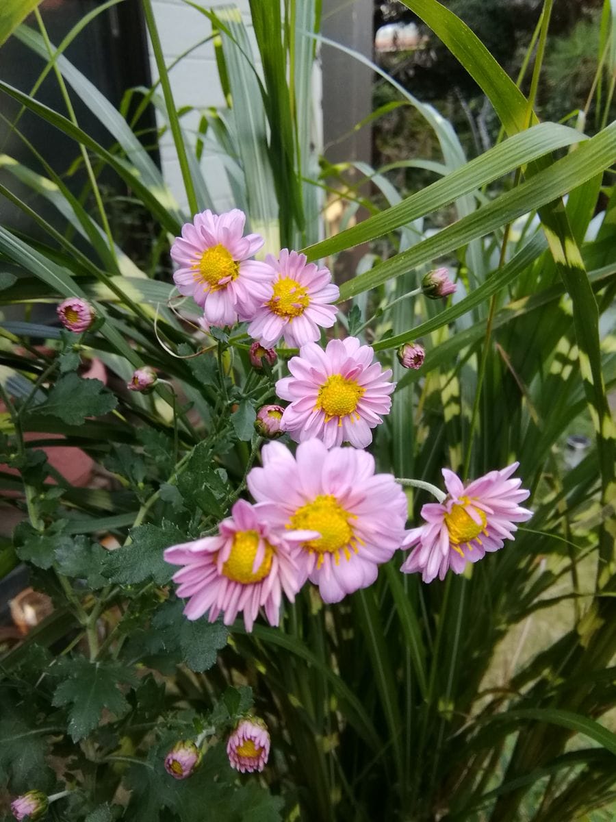 ｢小菊開花しました｣20201025 寄せ植えの中の菊に成ります