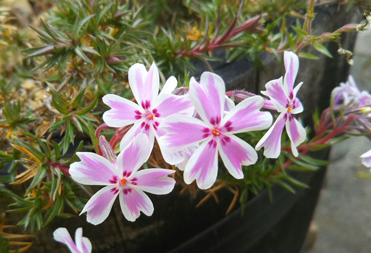 ずっと咲き続けている芝桜。 ダニエルクッションはもともと四季咲なのか、暖冬のため