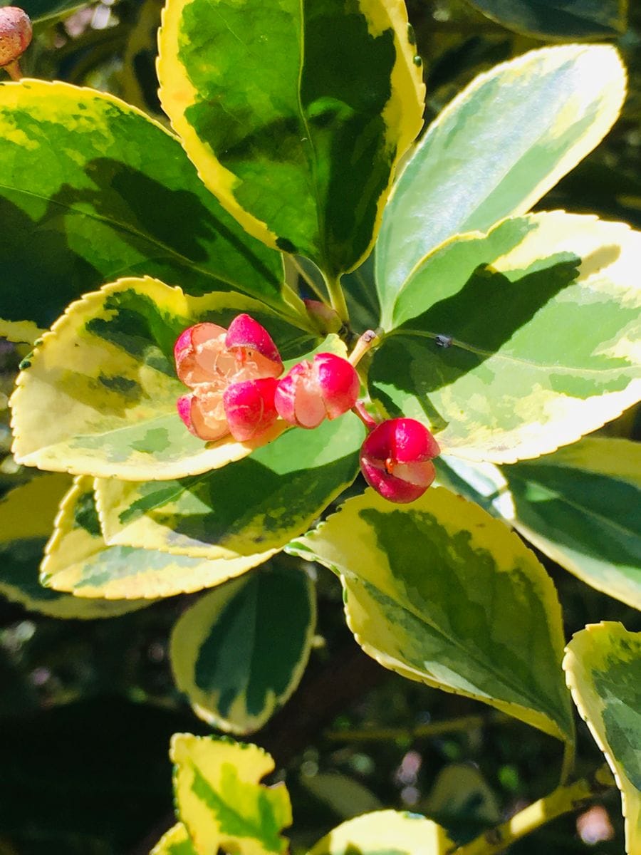 ニシキギ  キンマサキでした 菊 一さんに教えていただきました