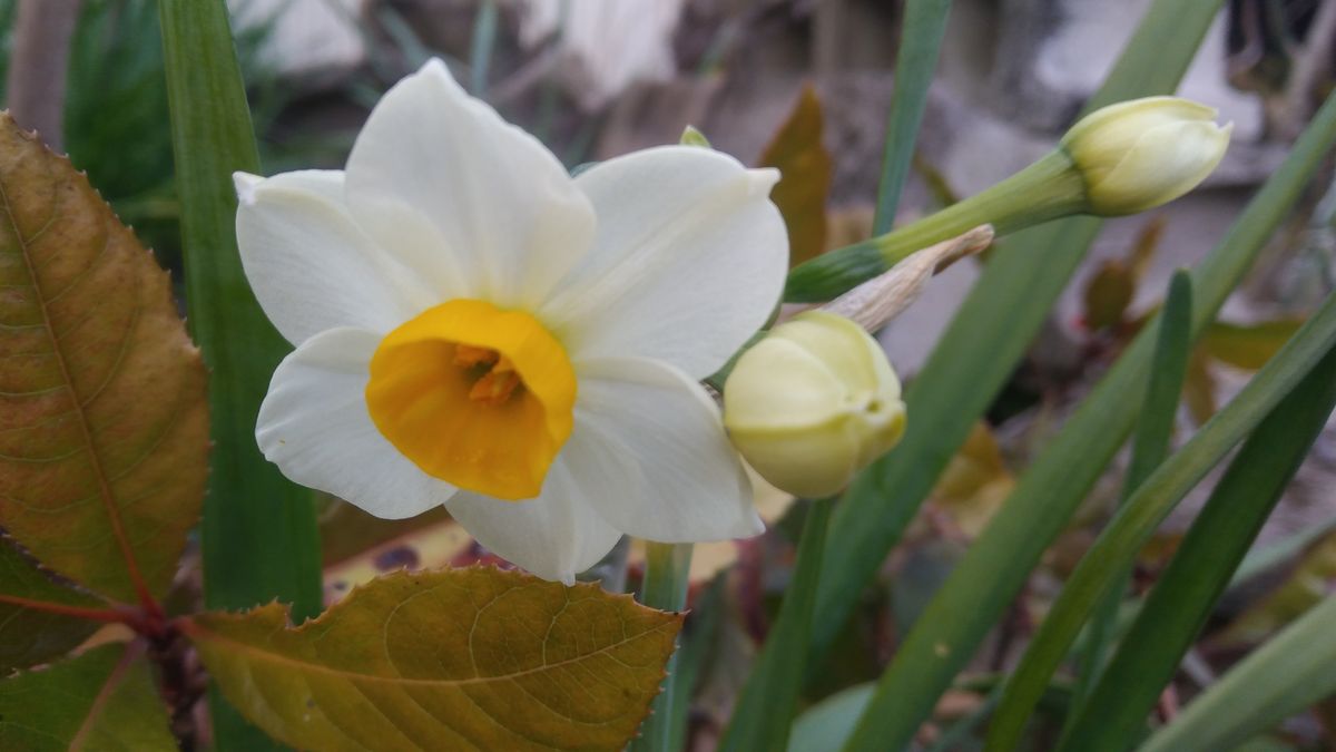 今年最初のスイセンの花が咲きました💠 (日本水仙、房咲水仙)