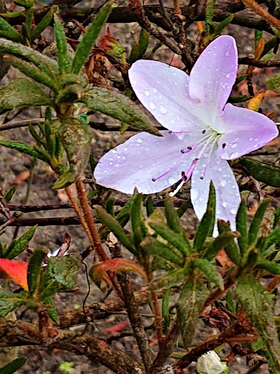 ツツジの写真 by ikurazuki 植物園の外です。  (1月撮影)