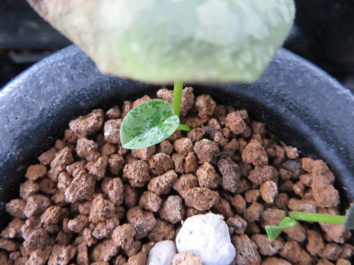 細辛の雲龍滝（うんりゅうたき）の新芽です 少し斑が出てきたけど、一人前の斑芸にな